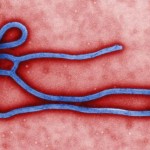 AP_ebola_virus_mar_140812_16x9_992